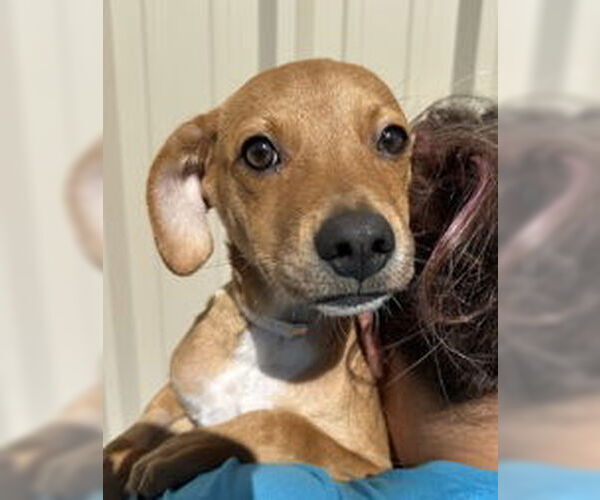 Medium Photo #1 Mutt Puppy For Sale in Salinas, CA, USA