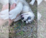Small #22 Siberian Husky