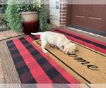 Small #46 Labrador Retriever