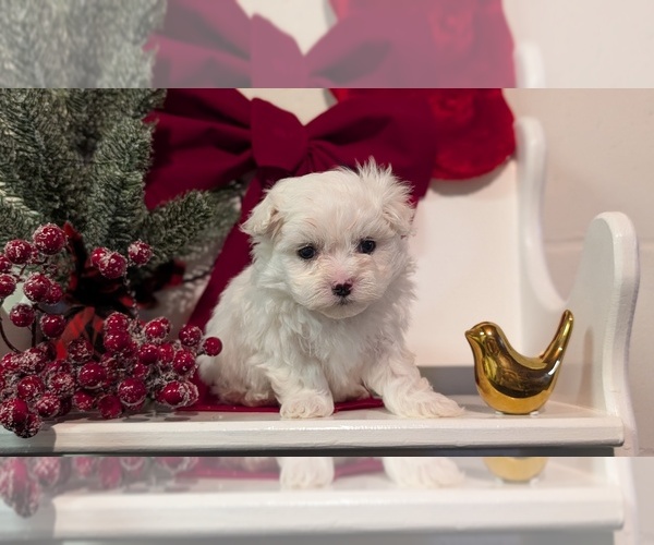 Medium Photo #14 Maltese Puppy For Sale in GOSHEN, IN, USA