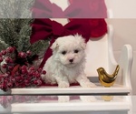 Small #13 Maltese