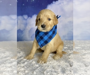 Goldendoodle Puppy for sale in FROSTPROOF, FL, USA