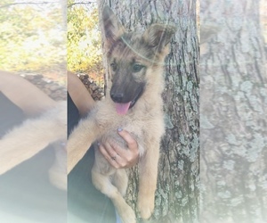 German Shepherd Dog Puppy for sale in GRETNA, VA, USA
