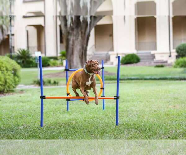 Medium Photo #6 Mutt Puppy For Sale in  Gainesville, FL, USA