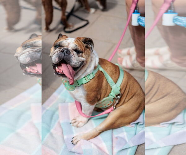 Medium Photo #3 Bulldog Puppy For Sale in St. Louis Park, MN, USA