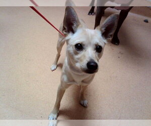 Mutt Dogs for adoption in Martinez, CA, USA