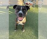 Small American Pit Bull Terrier Mix