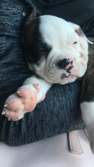 Olde English Bulldogge Puppy for sale in ABERDEEN, MS, USA