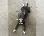 Small #8 American Pit Bull Terrier-Dachshund Mix
