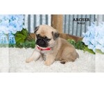 Small #7 Pug