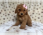 Small #3 Goldendoodle (Miniature)