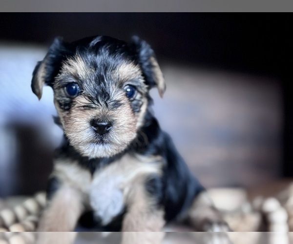 Medium Photo #3 Yorkshire Terrier Puppy For Sale in MARICOPA, AZ, USA