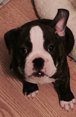 French Bulldog Puppy for sale in BELOIT, WI, USA