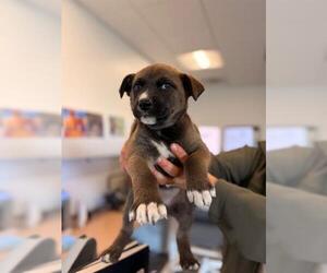 Mutt Dogs for adoption in San Martin, CA, USA