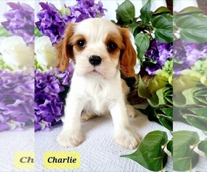 Cavalier King Charles Spaniel Puppy for sale in MARSHFIELD, MO, USA