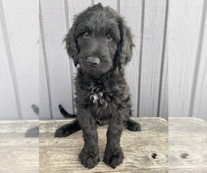 Goldendoodle Puppy for sale in LUCK, WI, USA