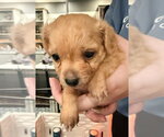 Small #2 Chihuahua-Colonial Cocker Spaniel Mix