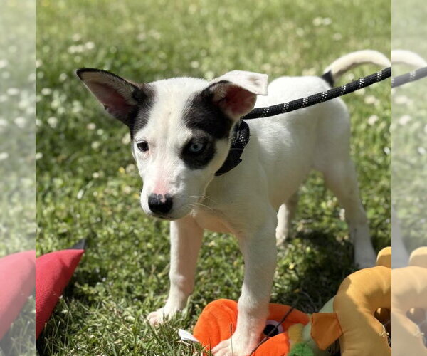 Medium Photo #1 Mutt Puppy For Sale in Yardley, PA, USA