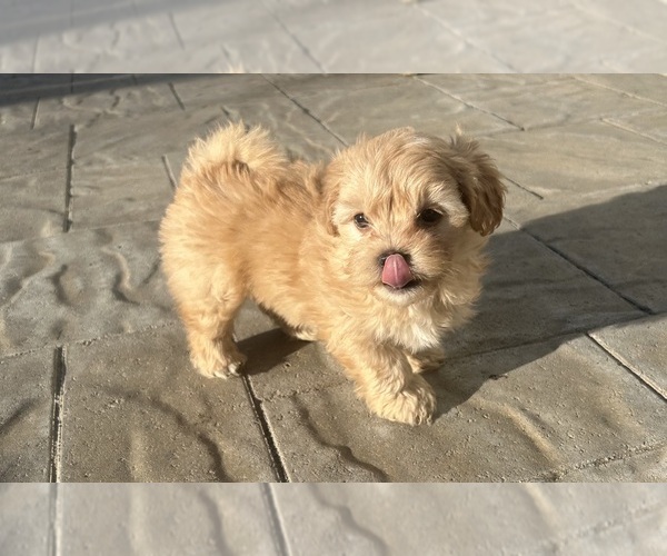 Medium Photo #2 Maltipoo (Miniature) Puppy For Sale in MOSES LAKE, WA, USA
