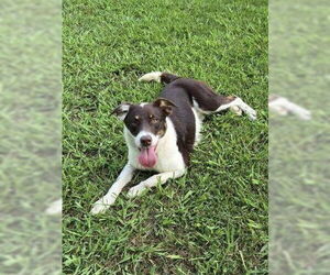 Border Collie-Unknown Mix Dogs for adoption in Brewster, NY, USA