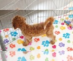 Otis - Male Cavapoo mix (+ Poodle Miniature) Puppy for Sale - Photo #4