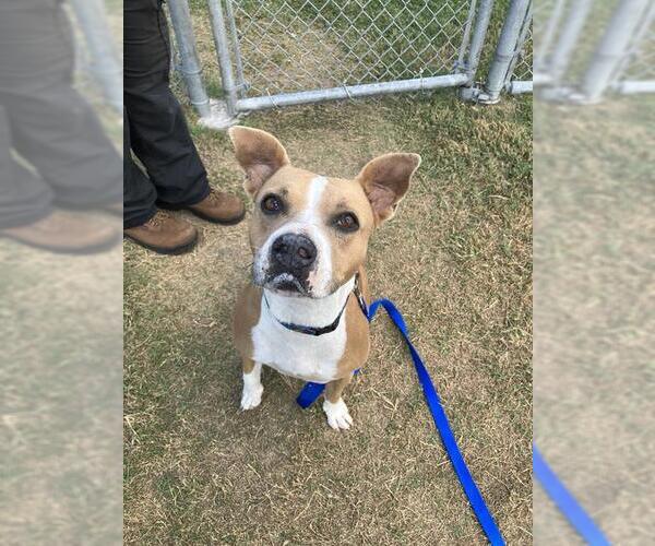 Medium Photo #2 Staffordshire Bull Terrier Puppy For Sale in Corpus Christi, TX, USA