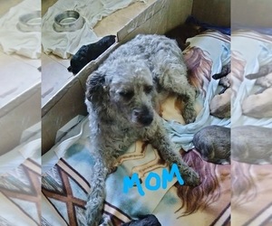 Mother of the Cockapoo (Miniature) puppies born on 04/15/2026