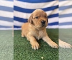 Small #10 Golden Retriever