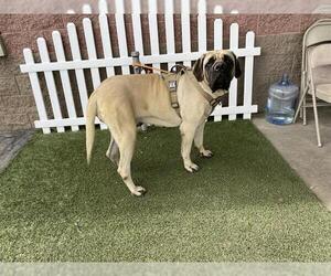 Mastiff Dogs for adoption in Modesto, CA, USA