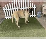 Small Mastiff