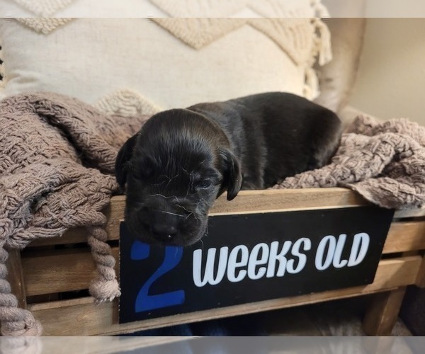 Medium Photo #4 Labrador Retriever Puppy For Sale in BONAIRE, GA, USA