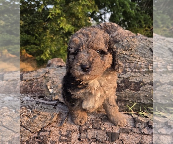 Medium Photo #14 Aussiedoodle Puppy For Sale in WILLS POINT, TX, USA