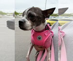 Small #2 Boston Terrier
