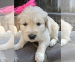 Small Photo #70 Golden Retriever Puppy For Sale in SACRAMENTO, CA, USA