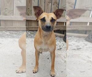 Kookie - Female Miniature Pinscher-Unknown Mix Dog for Adoption - Photo #8