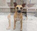 Small Photo #8 Miniature Pinscher-Unknown Mix Puppy For Sale in Tracy City, TN, USA
