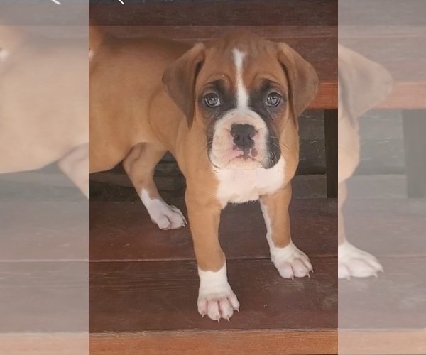 Medium Photo #1 Boxer Puppy For Sale in SAPULPA, OK, USA