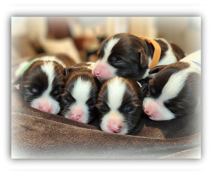 Havanese Puppy for sale in RAINIER, OR, USA