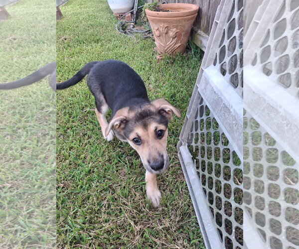 Medium Photo #2 German Shepherd Dog-Unknown Mix Puppy For Sale in The Woodlands, TX, USA