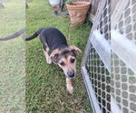 Small #1 German Shepherd Dog Mix
