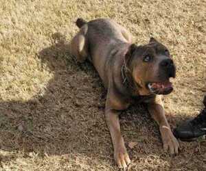 Father of the Cane Corso puppies born on 04/29/2023