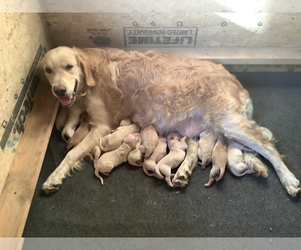Medium Photo #5 Golden Retriever Puppy For Sale in RILEYVILLE, VA, USA