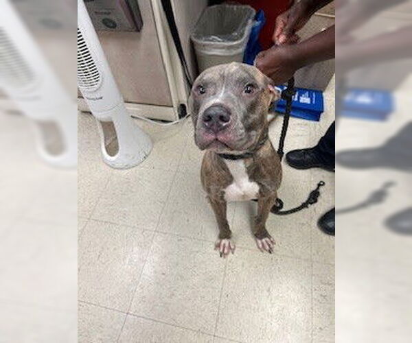 Medium Photo #1 American Pit Bull Terrier Puppy For Sale in Stockton, CA, USA