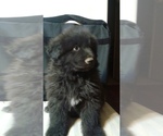 Puppy Puppy 2 German Shepherd Dog