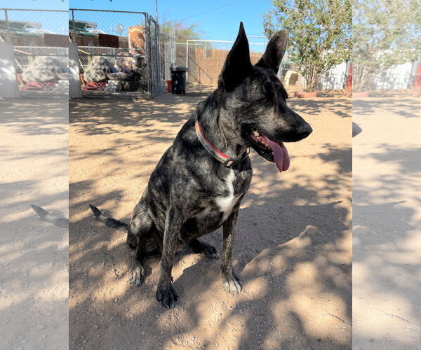Medium Photo #10 Holland Shepherd Puppy For Sale in Apple Valley, CA, USA