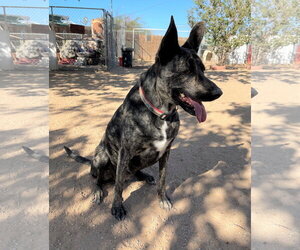 Cleo-Patra-got long term Foster! - Female Holland Shepherd Dog for Adoption - Photo #10