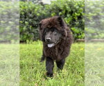 Small #6 Chow Chow