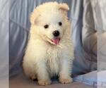 Small #2 American Eskimo Dog