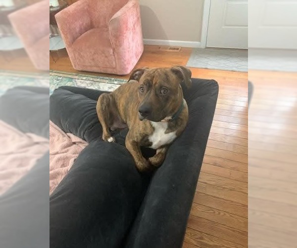 Medium Photo #15 American Pit Bull Terrier-American Staffordshire Terrier Mix Puppy For Sale in Wenonah, NJ, USA