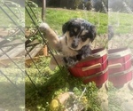 Small Photo #20 Australian Shepherd Puppy For Sale in FARMVILLE, VA, USA